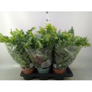 Phlebodium aureum 'Davana'