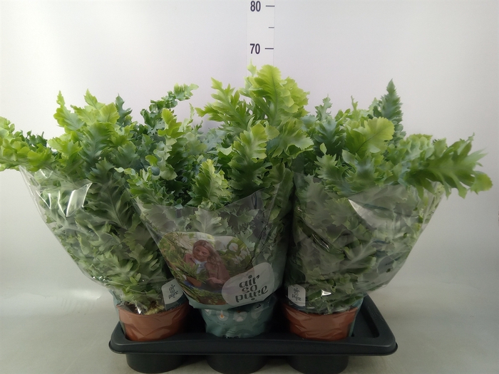 <h4>Phlebodium aureum 'Davana'</h4>