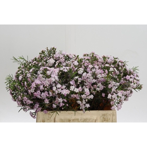 Chamelaucium Dancing Queen