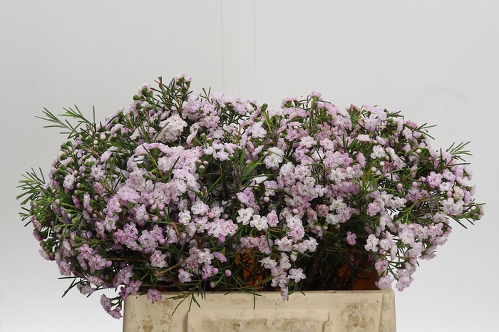 <h4>Chamelaucium Dancing Queen</h4>