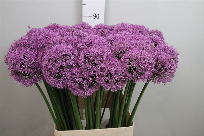 <h4>Allium Gladiator</h4>