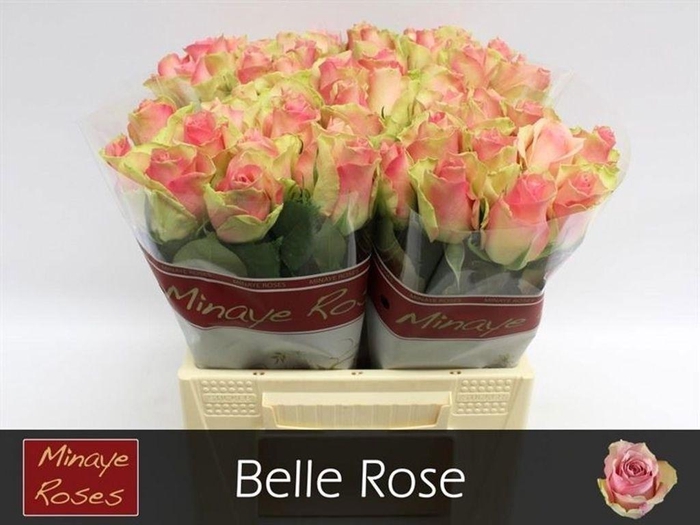 <h4>Rosa large belle rose</h4>