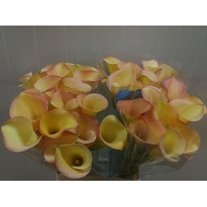 Calla Overig