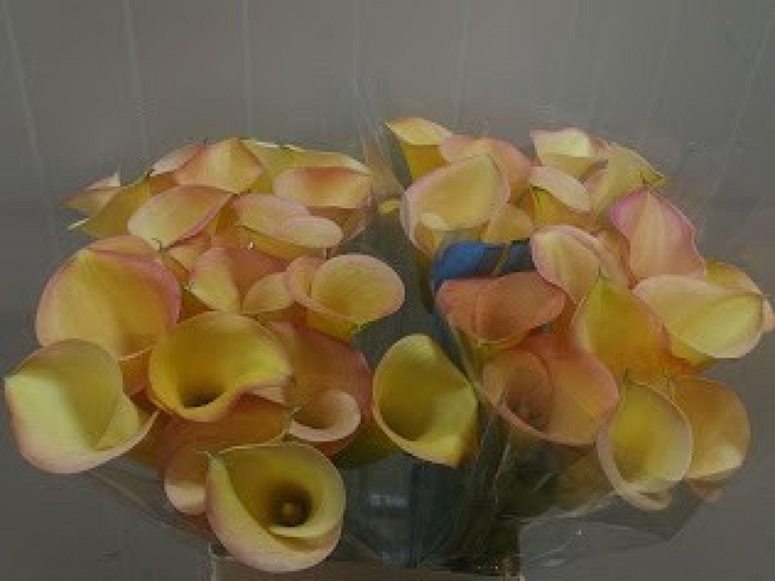<h4>Calla Overig</h4>