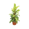 PHILODENDRON LUA CLARA P24