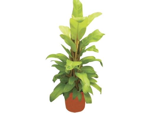 PHILODENDRON LUA CLARA P24