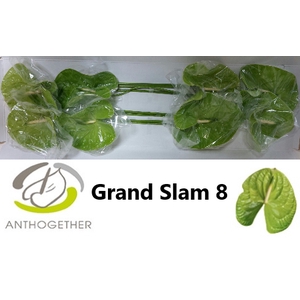 ANTH A GRAND SLAM