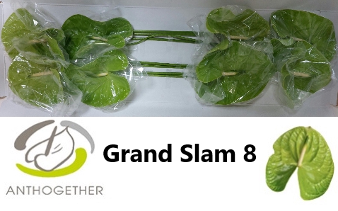 <h4>ANTH A GRAND SLAM 8 690</h4>