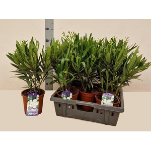 NERI OLEANDER