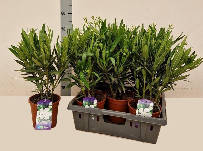 <h4>NERI OLEANDER</h4>