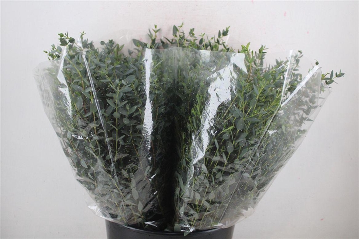 <h4>Euca Parvifolia Short 150gr P Bunch</h4>