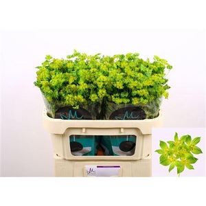 Bupleurum Rotundifol