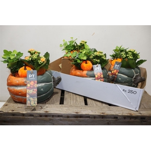 arr8 Arr Kamerpl In Keramiek Pumpkin