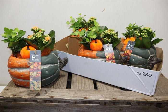 <h4>arr8 Arr Kamerpl In Keramiek Pumpkin</h4>