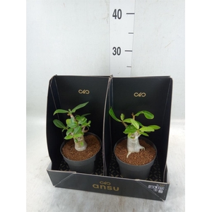 Adenium NB 'Ansu Baobab'