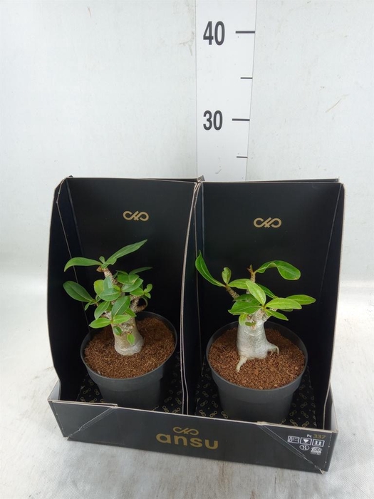 <h4>Adenium NB 'Ansu Baobab'</h4>