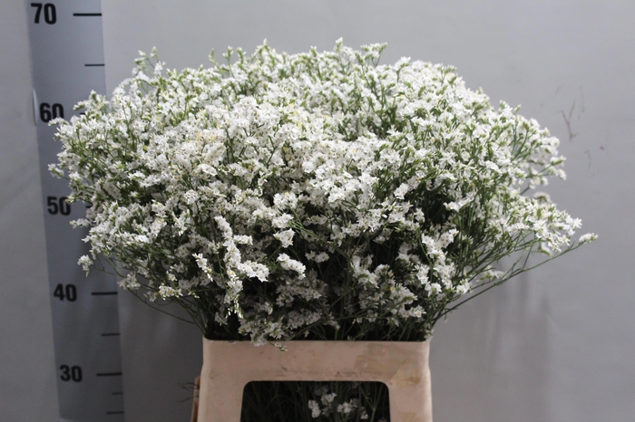 <h4>LIM SIN CHINA WHITE</h4>