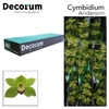 CYMB T ALI ANDERSON Decorum 60cm.