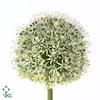 Allium Mount Everest