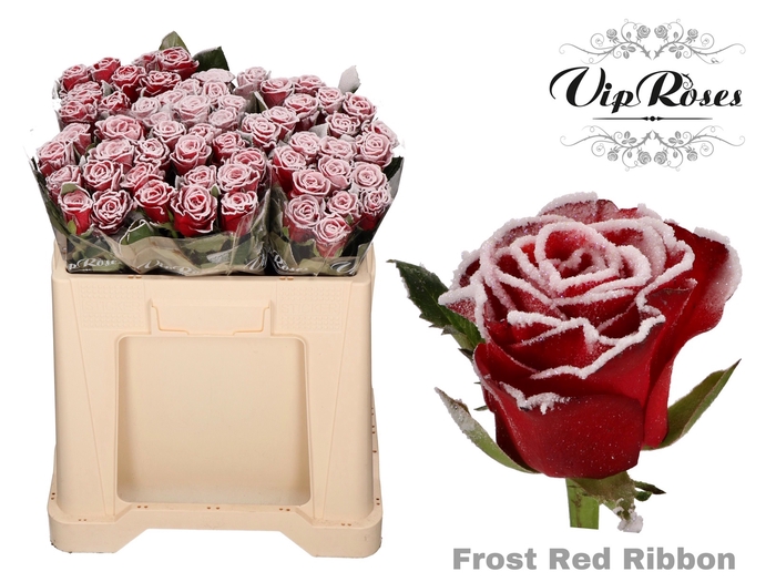 <h4>R GR FROST RED RIBBON</h4>