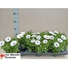 arr8 Osteo Fp White