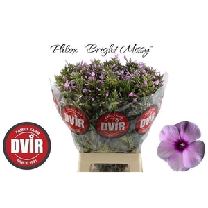 PHLOX BRIGHT MISSY