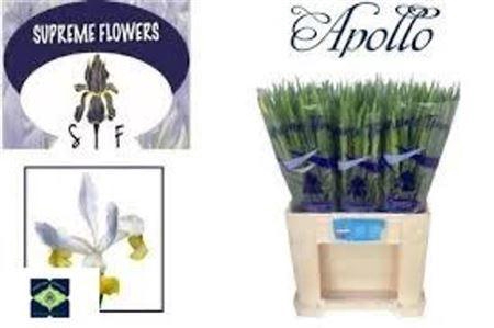 <h4>Iris Apollo</h4>