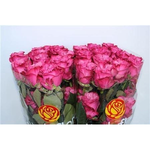 R GR COUNTRY BLUES Welyflor