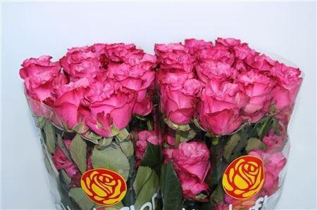 <h4>R GR COUNTRY BLUES Welyflor</h4>