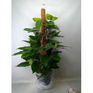 Philodendron  'Emerald Queen'