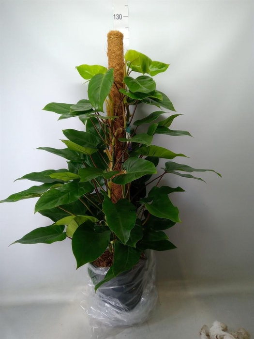 <h4>Philodendron  'Emerald Queen'</h4>