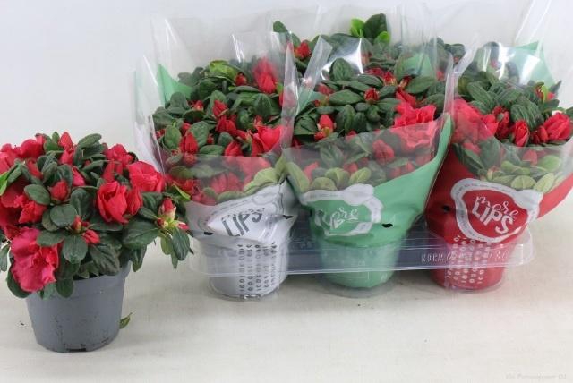 <h4>RHODO SI TIGRA</h4>