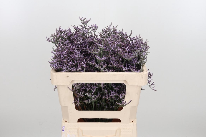 <h4>Lim Saf Lilac</h4>