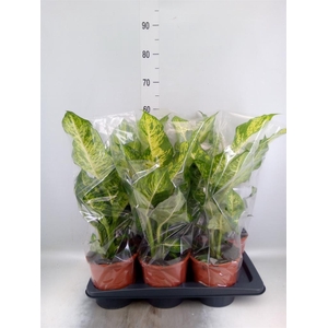 Dieffenbachia 'Mars'