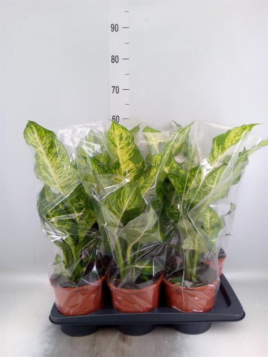 <h4>Dieffenbachia 'Mars'</h4>