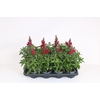 Antirrhinum majus overig