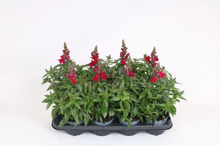 Antirrhinum majus overig