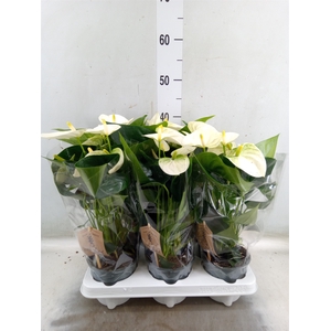 Anthurium andr. 'Cocos'