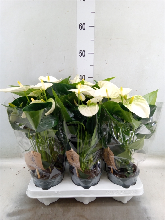 <h4>Anthurium andr. 'Cocos'</h4>