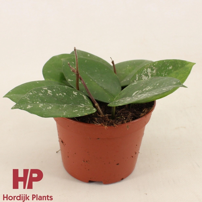 <h4>Hoya carnosa Freckles Splash P12</h4>