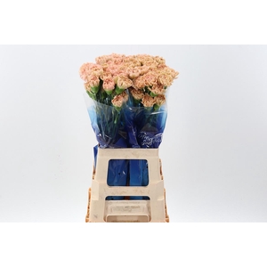 Di St Lege Marrone Hi