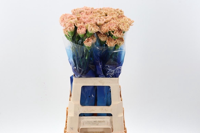 <h4>Di St Lege Marrone Hi</h4>