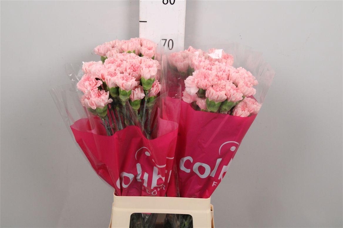 <h4>Di St Doncel</h4>