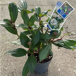 Viburnum davidii