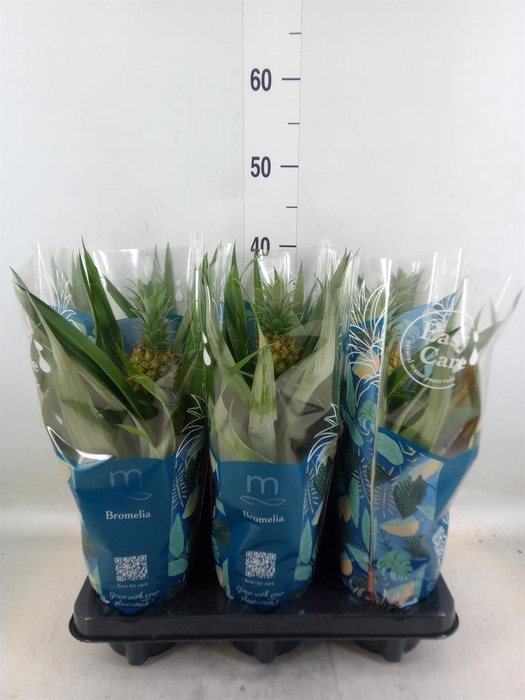 <h4>Ananas 'Mi Amigo'</h4>