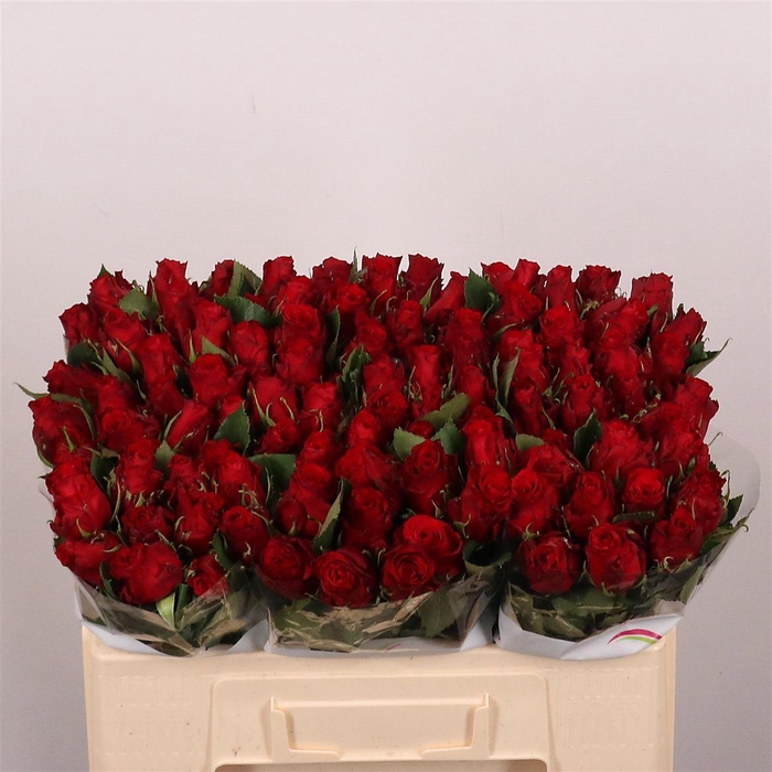 <h4>R Gr Red Torch</h4>