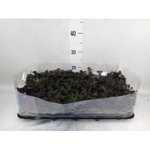 Trifolium repens 'Dark Debbie'
