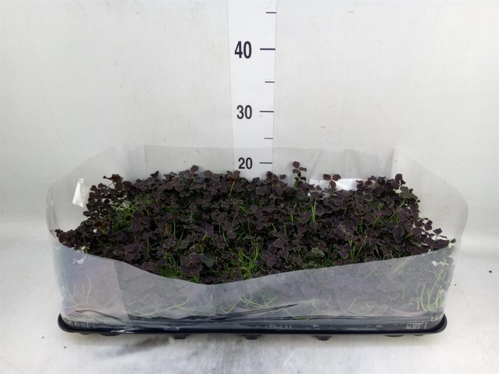 <h4>Trifolium repens 'Dark Debbie'</h4>