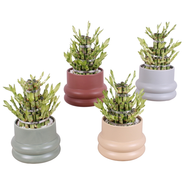 <h4>Lucky Bamboo Shape Round 3B Ø16cm Ceramic CC460</h4>