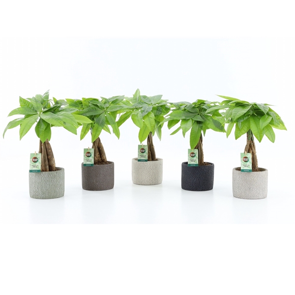 <h4>Pachira Aquatica gevlochten stam in Classic Stone</h4>